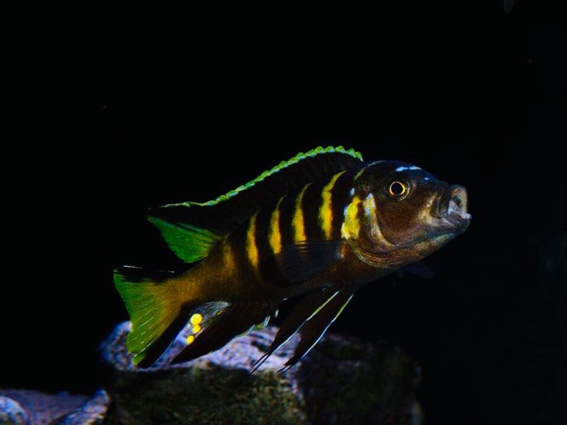 Maylandia melissa 'Chitande Island'